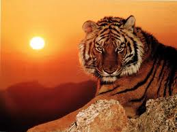El tigre
